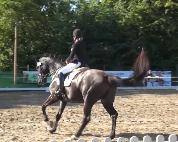 Reitturnier Düren - An der Kuhbrücke 2016