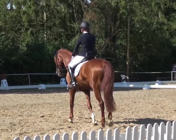 Reitturnier Düren - An der Kuhbrücke 2016