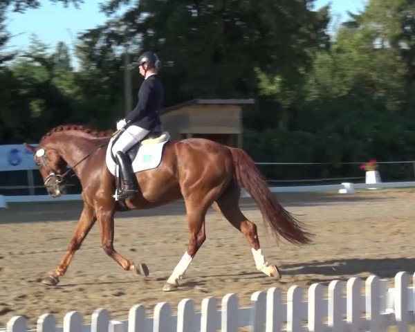 Reitturnier Düren - An der Kuhbrücke 2016