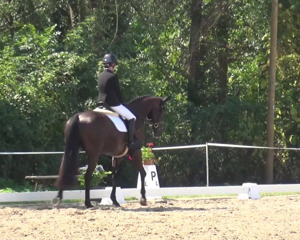 Reitturnier Düren - An der Kuhbrücke 2016