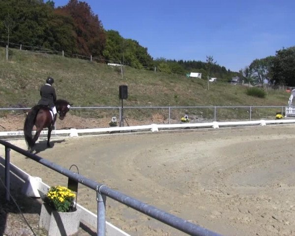Reitturnier Bühren-Breckerfeld 2016