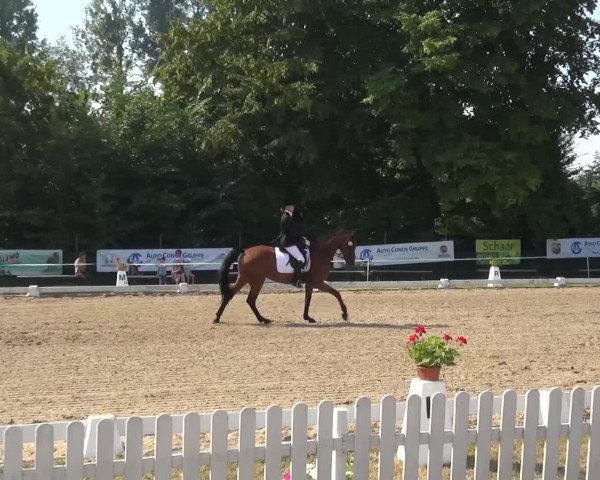 Reitturnier Düren - An der Kuhbrücke 2016