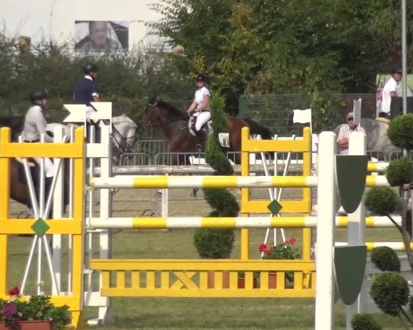 Reitturnier Düren - An der Kuhbrücke 2016