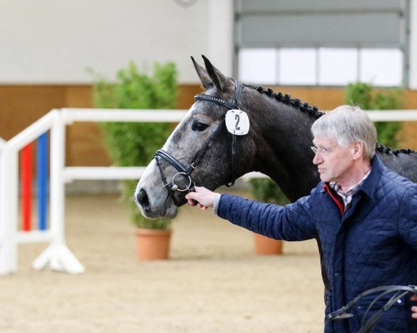 broodmare Jade (Holsteiner, 2016, from Numero Uno)