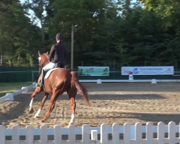 Reitturnier Düren - An der Kuhbrücke 2016