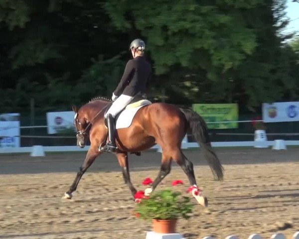 Reitturnier Düren - An der Kuhbrücke 2016