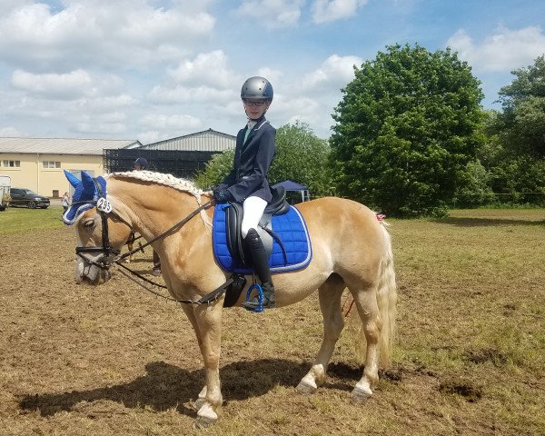 dressage horse Nele (6,49% ox) (Edelbluthaflinger, 2008, from Nardini Royal (0,49% ox))