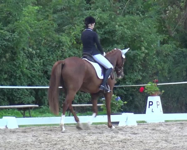 Reitturnier Düren - An der Kuhbrücke 2016