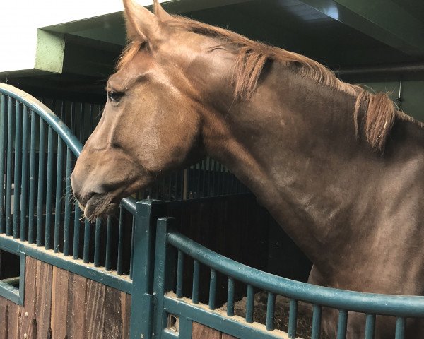 broodmare Iandalay (Holsteiner, 2016, from Caplan)