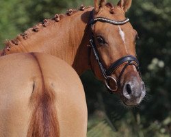 dressage horse Denkste WE (German Riding Pony, 2015, from Dimension AT NRW)