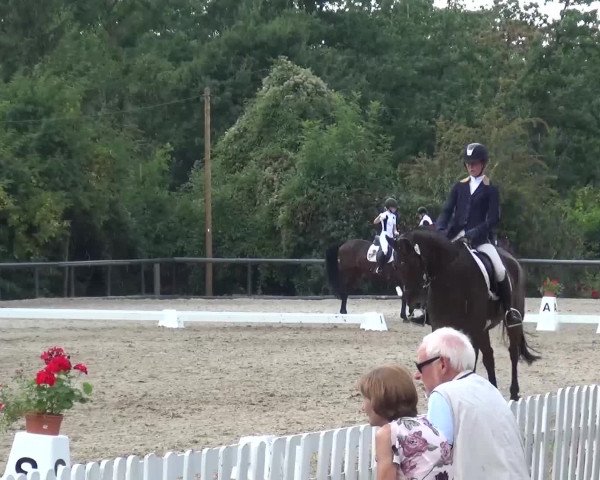 Reitturnier Düren - An der Kuhbrücke 2016