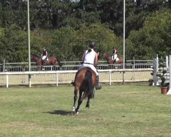 Reitturnier Düren - An der Kuhbrücke 2016