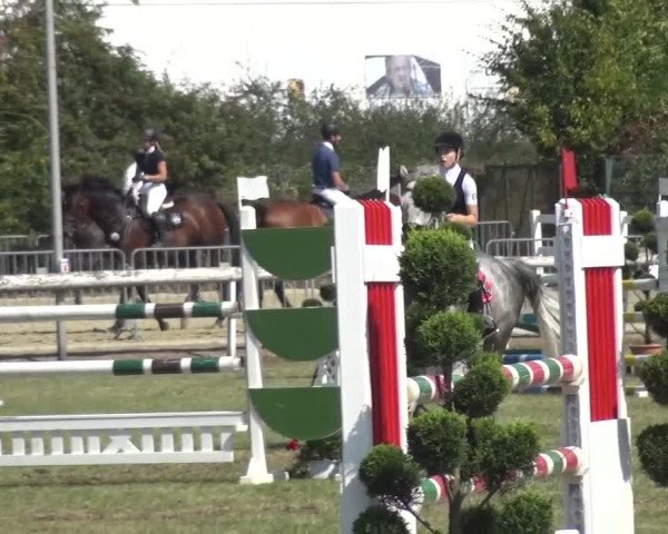Reitturnier Düren - An der Kuhbrücke 2016