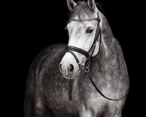 dressage horse Allegretto D (German Riding Pony, 2011, from Amarillys Sensation D)