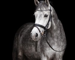dressage horse Allegretto D (German Riding Pony, 2011, from Amarillys Sensation D)