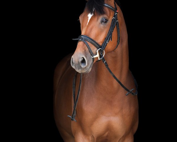 jumper Lordanos Little Son (Hanoverian, 2013, from Lordanos)