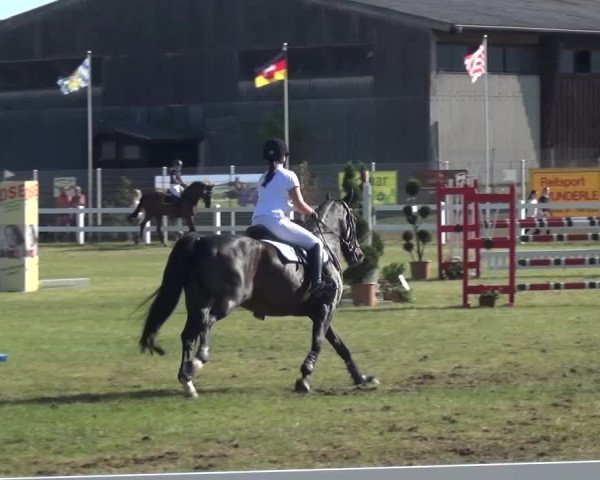 Reitturnier Düren - An der Kuhbrücke 2016