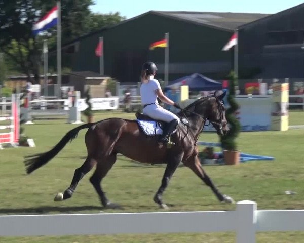 Reitturnier Düren - An der Kuhbrücke 2016