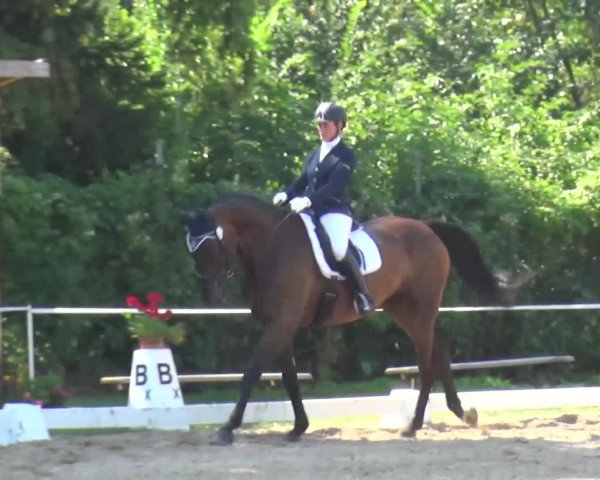 Reitturnier Düren - An der Kuhbrücke 2016