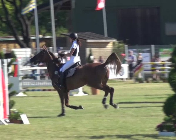 Reitturnier Düren - An der Kuhbrücke 2016