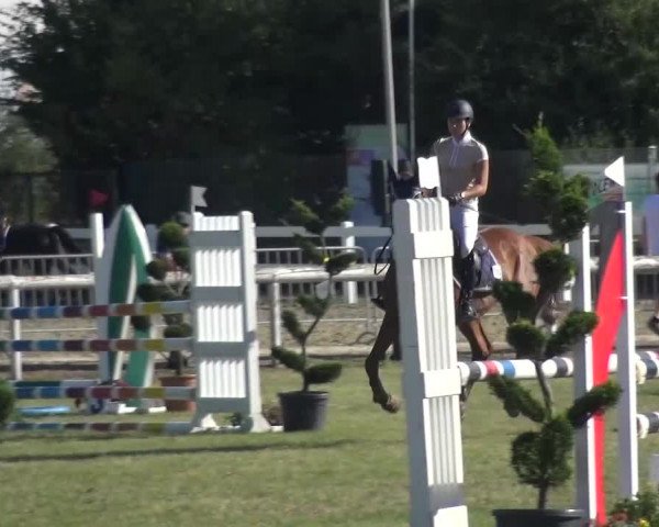 Reitturnier Düren - An der Kuhbrücke 2016
