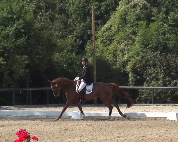 Reitturnier Düren - An der Kuhbrücke 2016
