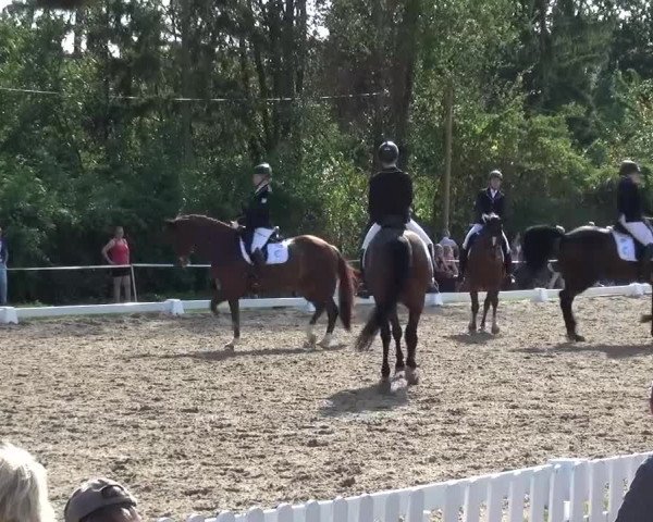 Reitturnier Düren - An der Kuhbrücke 2016