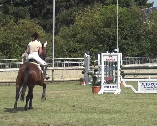 Reitturnier Düren - An der Kuhbrücke 2016