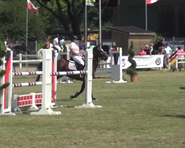 Reitturnier Düren - An der Kuhbrücke 2016