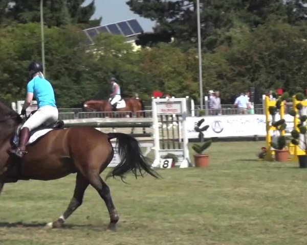 Reitturnier Düren - An der Kuhbrücke 2016
