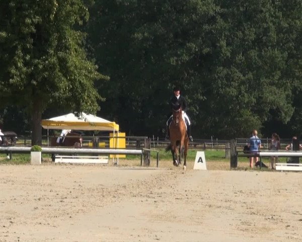 Reitturnier Recklinghausen 2016