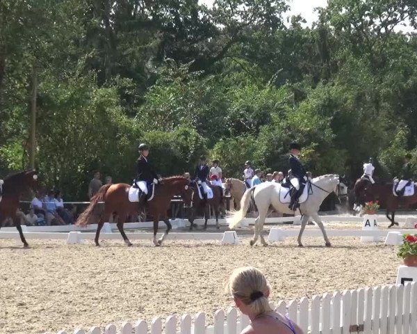 Reitturnier Düren - An der Kuhbrücke 2016