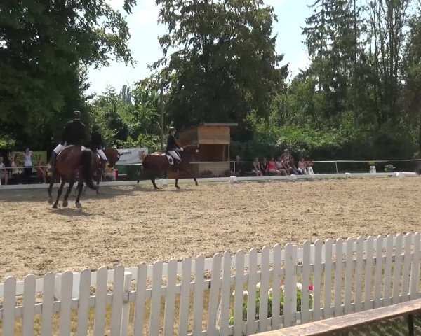 Reitturnier Düren - An der Kuhbrücke 2016