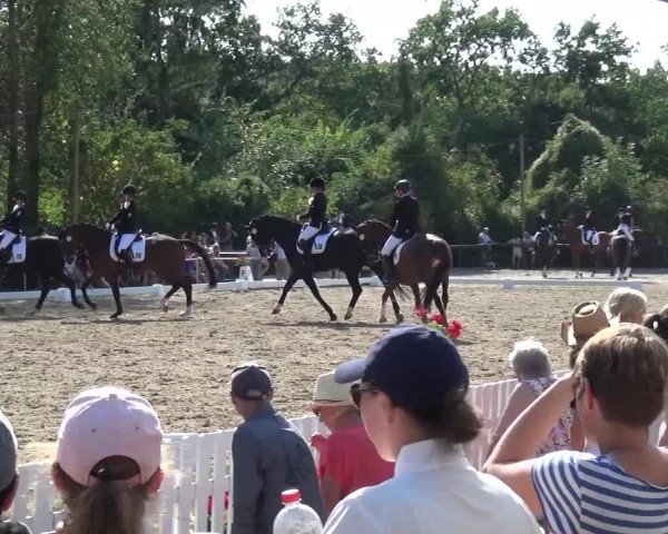 Reitturnier Düren - An der Kuhbrücke 2016