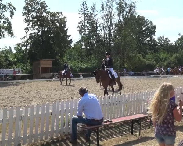 Reitturnier Düren - An der Kuhbrücke 2016
