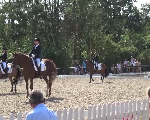 Reitturnier Düren - An der Kuhbrücke 2016