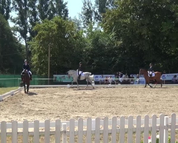 Reitturnier Düren - An der Kuhbrücke 2016