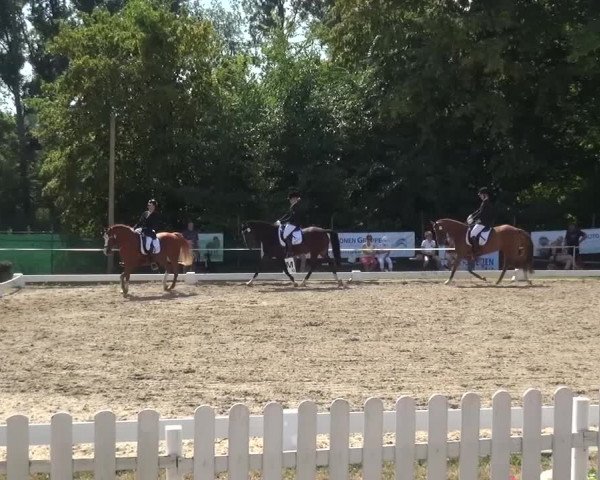 Reitturnier Düren - An der Kuhbrücke 2016