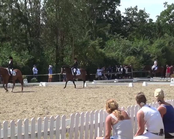 Reitturnier Düren - An der Kuhbrücke 2016