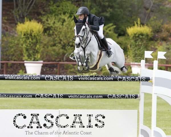 stallion S.I.E.C. Captain Future Z (Zangersheide riding horse, 2008, from Chellano Z)