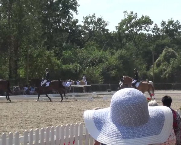Reitturnier Düren - An der Kuhbrücke 2016