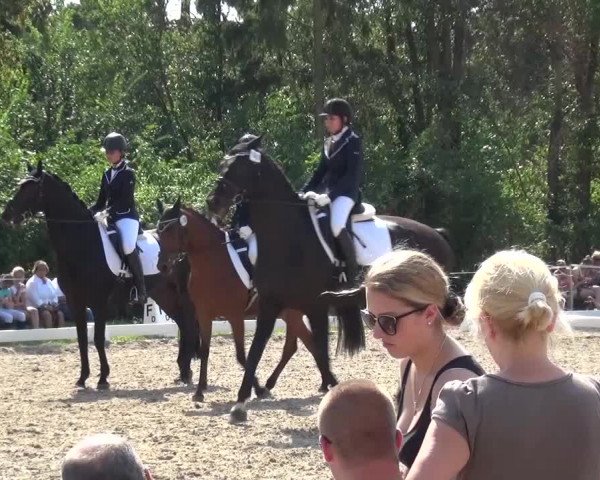 Reitturnier Düren - An der Kuhbrücke 2016