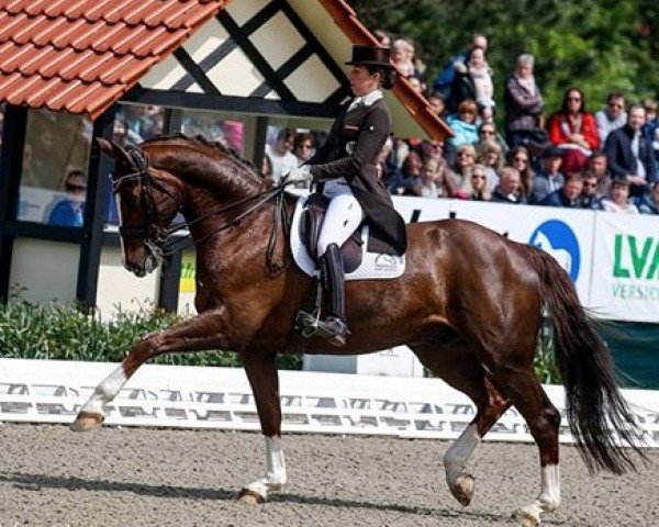 Dressurpferd Sir Simon NRW (Westfale, 2008, von Samarant)