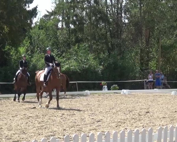 Reitturnier Düren - An der Kuhbrücke 2016