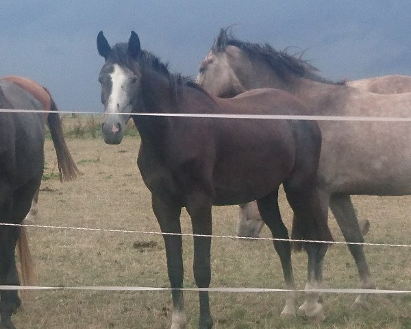 Springpferd Curly Sue 216 (Mecklenburger, 2016, von Come And Fly)