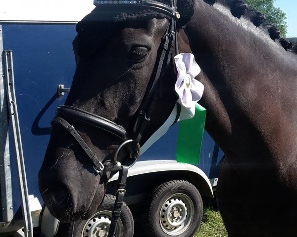 Pferd Pepina 55 (Rheinländer, 2014, von Polystar)