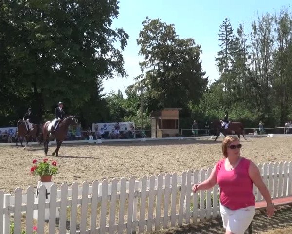 Reitturnier Düren - An der Kuhbrücke 2016