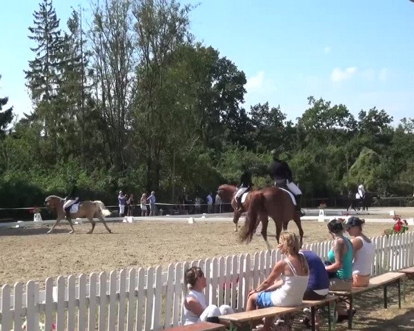 Reitturnier Düren - An der Kuhbrücke 2016