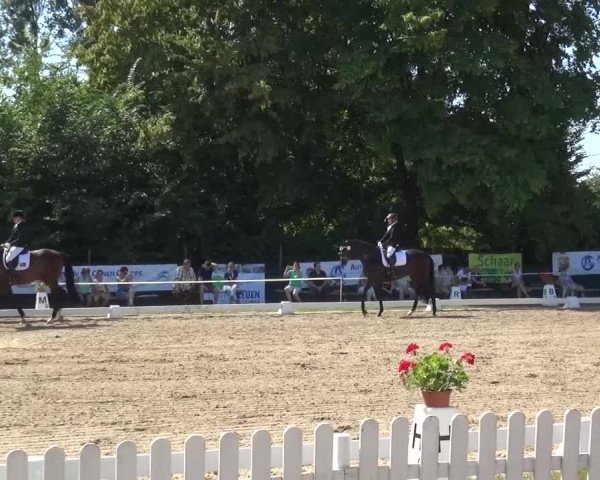 Reitturnier Düren - An der Kuhbrücke 2016