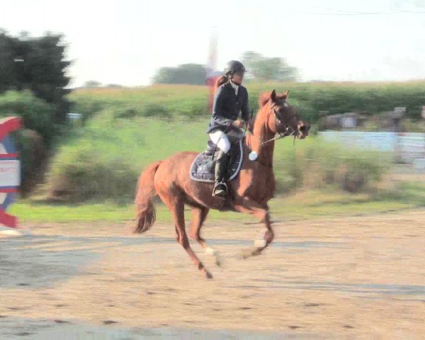 Reitturnier Recklinghausen 2016